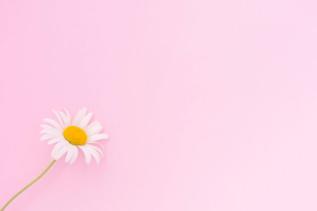 Pink background with chamomiles flowers and copy space. Daisy flowers composition. Flat layer, top view. Spring or summer conceptの写真素材