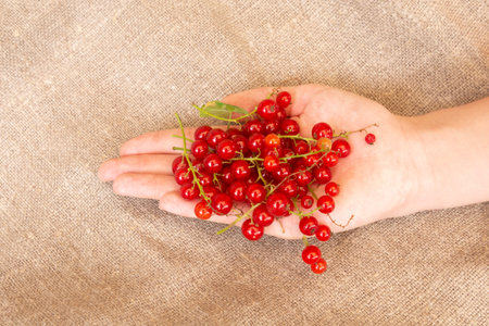 female hand holds berries of red currant on a background of natural linen. Vitamins