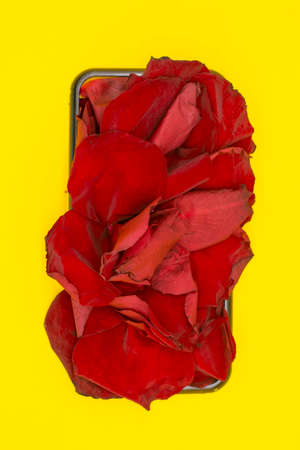 red rose petals on a yellow background. Minimal style flat lay. For greeting card, invitation. March 8, February 14, birthday, Mother's, Women's day concept.の写真素材