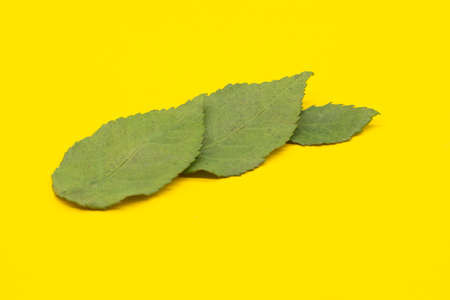 green leaves from a rose stem on a yellow backgroundの写真素材