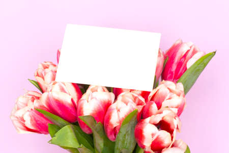 Bouquet of fresh red-white tulips. Gift for romantic date. Tender spring flowers. Bunch of tulips for Mother's Day, March 8の写真素材