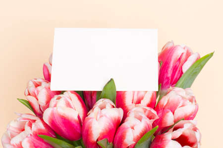 Bouquet of fresh red-white tulips on beige background. Gift for romantic date. Tender spring flowers. Bunch of tulips for Mother's Day, March 8の写真素材
