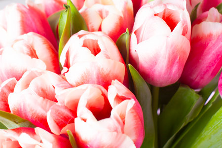 Bouquet of fresh red-white tulips. Gift for romantic date. Tender spring flowers. Bunch of tulips for Mother's Day, March 8の写真素材