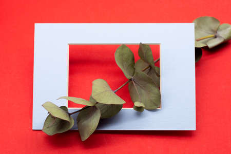 a green branch of eucalyptus in a frame on a red background. Eucalyptus branch for creating bouquetsの写真素材