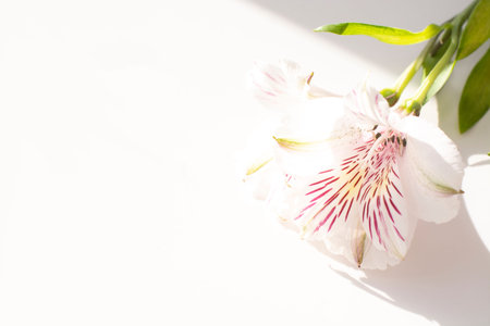 Flowers of alstromeria on a white background.