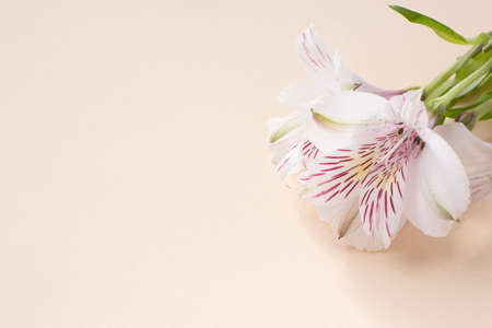 Flowers of alstromeria on a pastel background. Front view.の写真素材