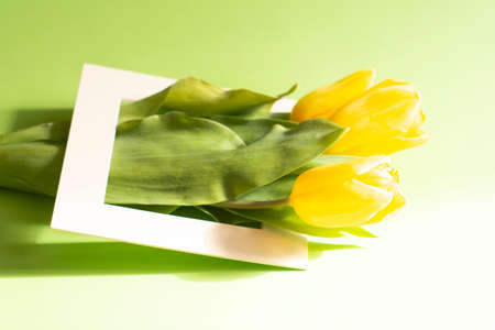 Yellow tulips flowers on green background.Symbol of spring.の写真素材