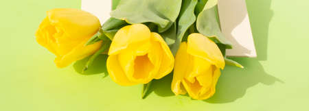 Yellow tulips flowers on green background.Symbol of spring.の写真素材