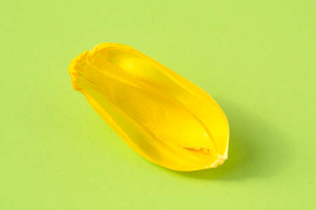 A yellow tulip petal on green background. Spring Conceptの写真素材