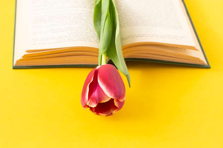 Maroon tulip in a green old book on a yellow backgroundの写真素材