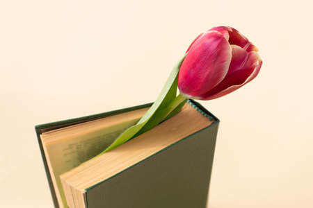 Maroon tulip in a green old book on a pastel backgroundの写真素材