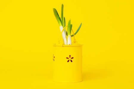 Fresh sprouts of green onion or Allium cepa in a yellow decorative bucket on a yellow background. The first spring harvestの写真素材