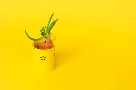 Fresh sprouts of green onion or Allium cepa in a yellow decorative bucket on a yellow background. The first spring harvestの写真素材