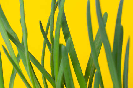 Green onions on a yellow background. The first harvest.の写真素材