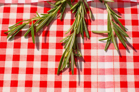 Fresh green rosemary twig isolated on a white and red background. Rosemary branch.の写真素材