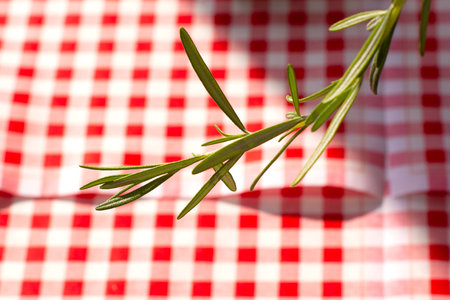 Fresh green rosemary twig isolated on a white and red background. Rosemary branch.の写真素材