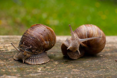 Garden snails on a wooden background.の写真素材