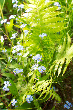 Forget-me-not flower macro with bright green leaves in the rays of the sun. Blue flowers on a green background. Blooming flowers nature backgroundの写真素材