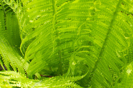 The leaves of a young green fern in the garden.の写真素材