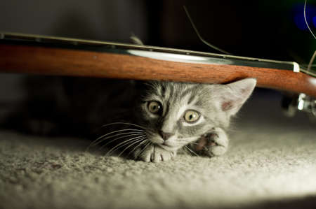 Little interesting kitten hid from the cameraの写真素材