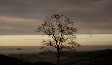 Lonely tree on the expanses of foggy mountains