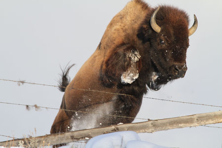Mighty young bison as a hare plays in the snow