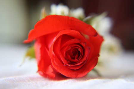A bright red rose lies on the table