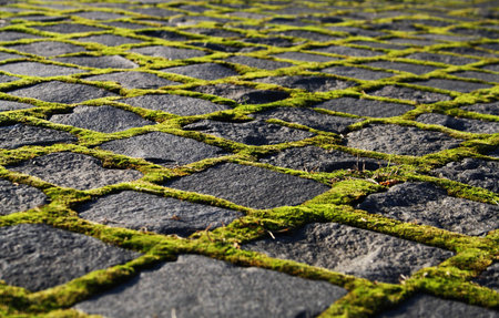 Over a stone road nature takes its toll
