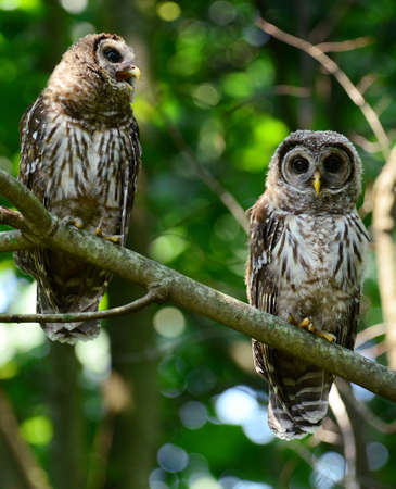 Photo of two owls sitting on a tree branchの写真素材