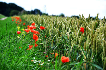 Poppies among a wheat fieldの写真素材