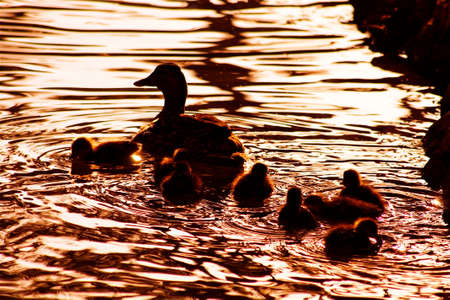 Duck with ducklings swim in the evening pondの写真素材