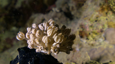 Pulsating coral on the seabedの写真素材