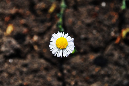 Beautiful view of a flower from the daisy familyの写真素材