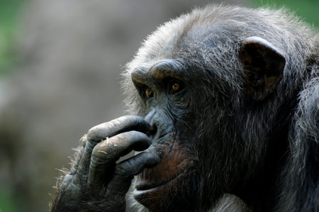 Chimpanzee with a pensive look