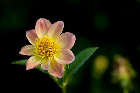 Focus on a beautiful pink flowerの写真素材