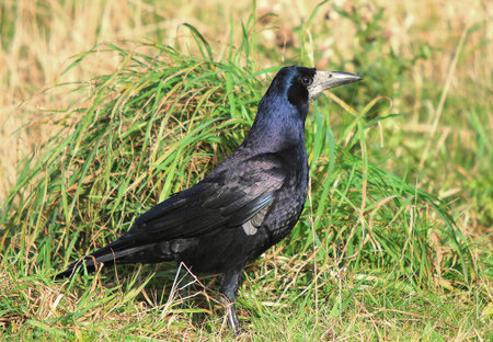 Black crow standing on the ground