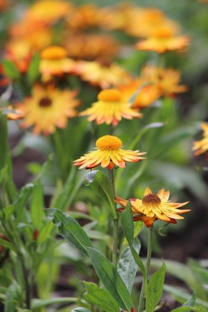 Blooming flowers under the sunの写真素材