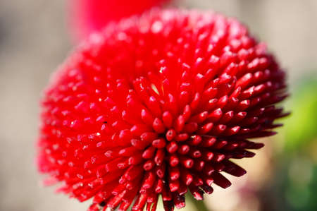 Bright red beautiful big flowerの写真素材