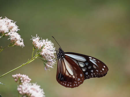 Butterfly sitting on a flowerの写真素材