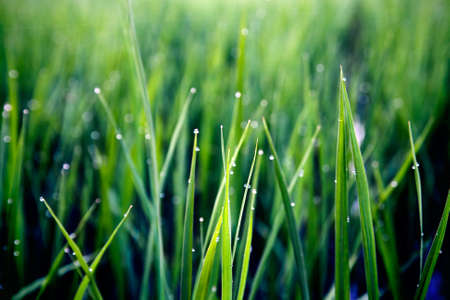 Green grass covered with dewの写真素材