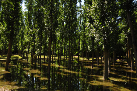 Green trees rooted in a natural spring