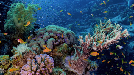 Incredibly beautiful underwater sea world