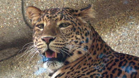 Leopard with big green eyesの写真素材