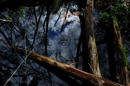 Overgrown village pond with fallen trees