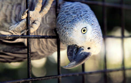 Parrot with a beautiful color and a cageの写真素材