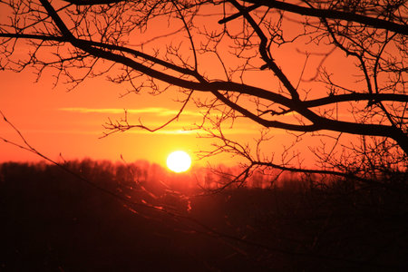 Pink sunset through tree branches