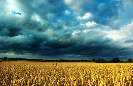 Ripe yellow wheat in the field