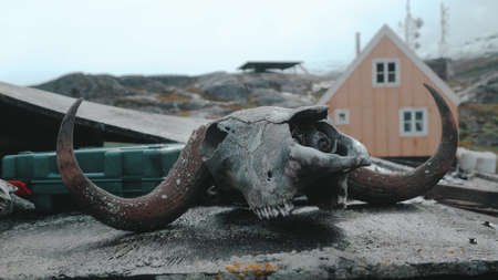 Skull of an unknown animalの写真素材