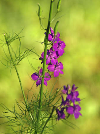 Small flowers of gray colorの写真素材