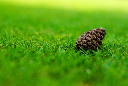 Spruce cone fell into the grassの写真素材